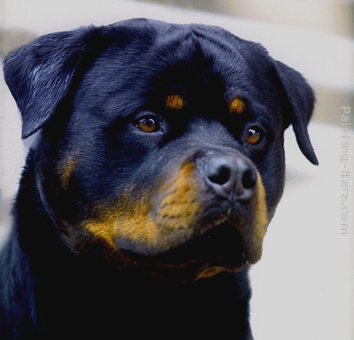 Unknown Artist Poohead1